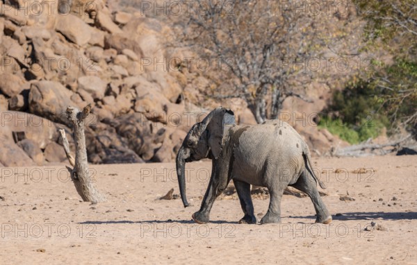Juvenile African elephant (Loxodonta africana), desert elephant, near the Hoanib River, Damaraland, Kunene region, Namibia