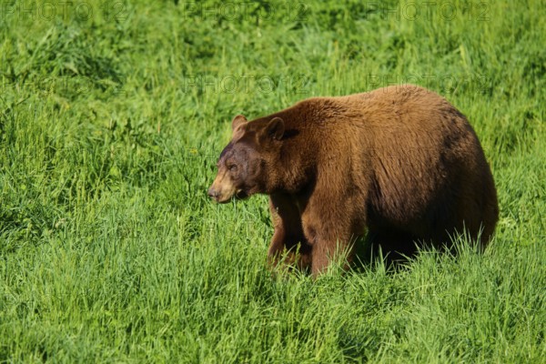 American Black Bear (Ursus americanus), standing in a green meadow surrounded by fresh grass, France