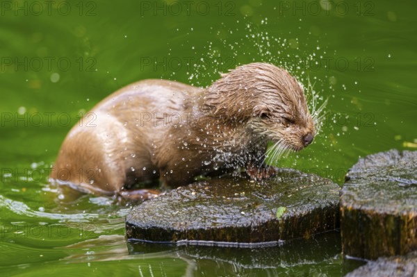 Eurasian otter (Lutra lutra) on an old tree trunk in the water, Bavaria, Germany
