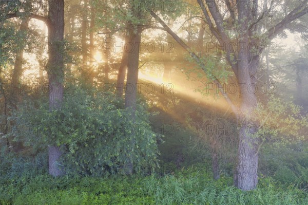 Morning atmosphere in the floodplain forest, sun shining through the trees, Schoren nature reserve, Mühlau, Freiamt, Canton Aargau, Switzerland