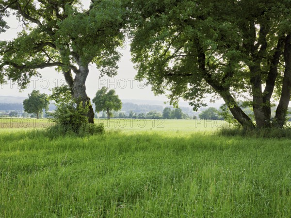 English oak (Quercus robur), standing in meadow, Siebeneichen nature reserve, Freiamt, Canton Aargau, Switzerland