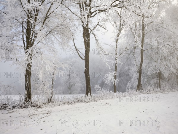 Shrubs and trees in hoarfrost and fog, Horben, Lindenberg, Freiamt, Canton Aargau, Switzerland