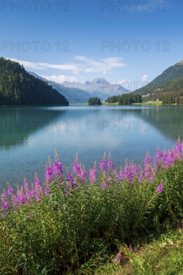 Willowherbs in bloom, behind Piz da la Margna, Lake Sils, Engadin, Grisons, Switzerland