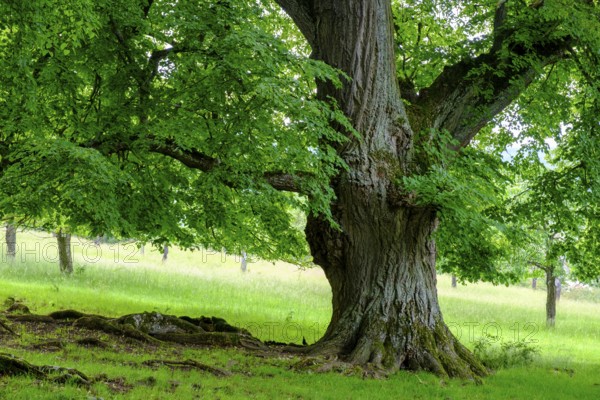 Seven lime trees, a natural monument in the Buchleite nature reserve, Markt Berolzheim, Altmühltal, Middle Franconia, Franconia, Bavaria, Germany