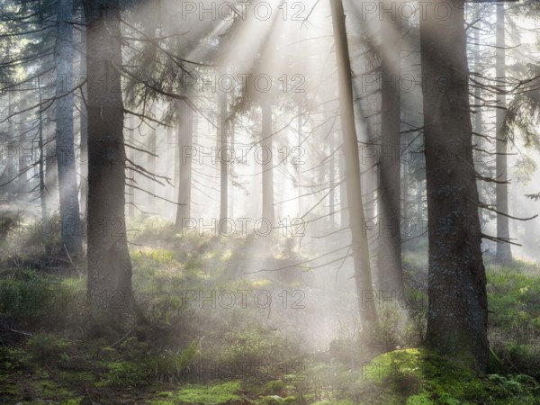 Natural spruce forest with morning fog, sunbeams break through the fog, at the Dreisesselberg, Bavarian Forest, Bavaria, Germany