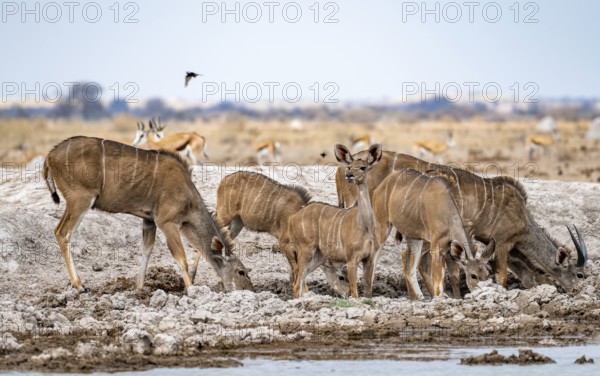 Greater kudu (Tragelaphus strepsiceros), herd, drinking at waterhole, Nxai Pan National Park, Botswana