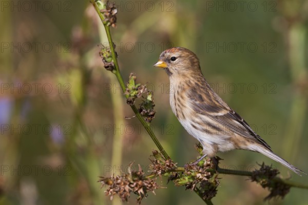 Lesser Redpoll - Alpen-Birkenzeisig - Carduelis cabarett, Germany
