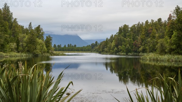 A calm lake with mountains in the background, surrounded by dense vegetation under a cloudy sky, summer, Lake Matheson, Fox Glacier, South Island, New Zealand