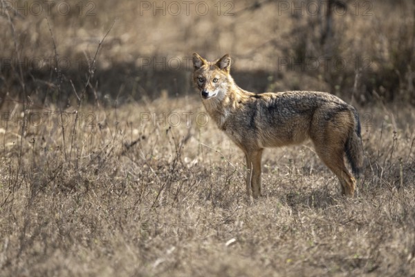 Golden jackal (Canis aureus), Bandhavgarh National Park, Bahannara, Manpur, Madhya Pradesh, India