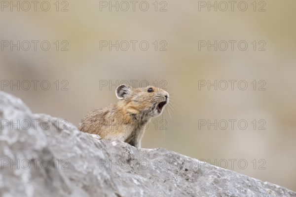 American pika (Ochotona princeps) sits calling on a rock, Jasper National Park, Alberta, Canada