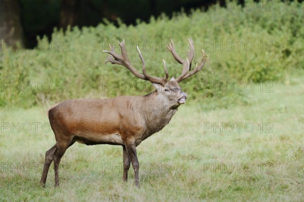 Red deer (Cervus elaphus) standing in a meadow during the rutting season, North Rhine-Westphalia, Germany