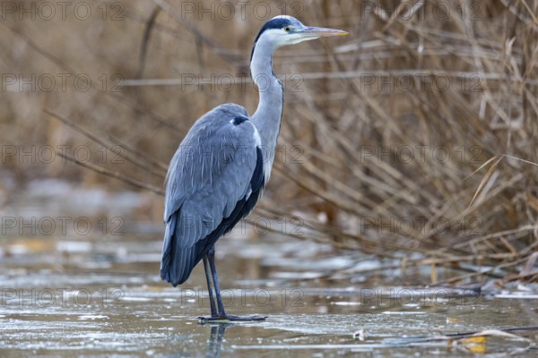Grey heron (Ardea cinerea) Germany