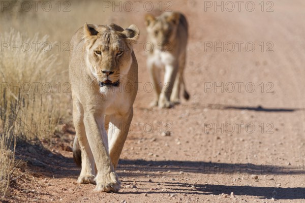 African lions (Panthera leo), two adult lionesses, walking on a dirt road, animal portrait, Kgalagadi Transfrontier Park, Northern Cape, South Africa