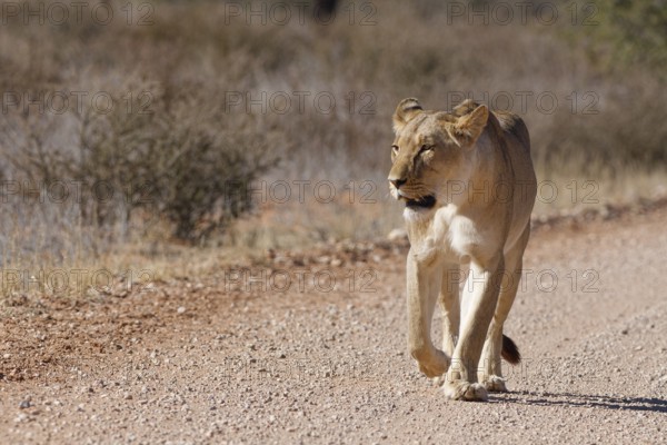 African lion (Panthera leo), lioness, adult female walking on a dirt road, Kgalagadi Transfrontier Park, Northern Cape, South Africa