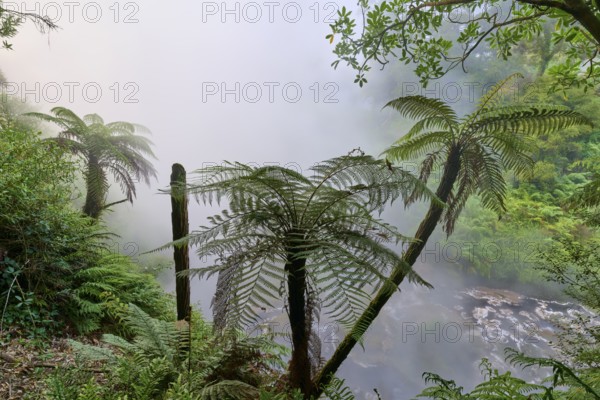 Mystical natural magic unfolds through misty forests of ferns and trees, Te Manaroa Spring, hot spring, Waikite Valley, Bay of Plenty, North Island, New Zealand