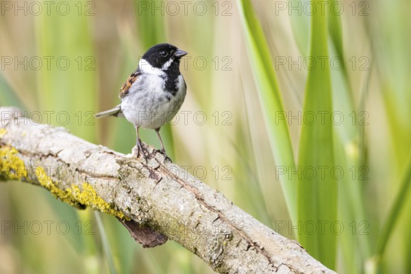 Reed bunting (Emberiza schoeniclus) ml Germany