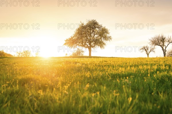 A tree stands in a meadow in the sunlight, surrounded by a wide, open landscape, Gechingen, Calw district, Germany