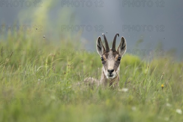 Take a break... Chamois (Rupicapra rupicapra) lies / rests in high grass, flies buzz around its head, looks attentively into the camera, chamois are ruminants, therefore they interrupt their daily activity again and again to digest the food they have eaten, Hohneck, Vosges, France, Western Europe