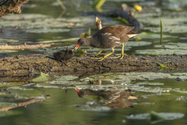 A common moorhen (Gallinula chloropus) provides food for its two-week-old young owl. Bas rhin, Alsace, grand est, France