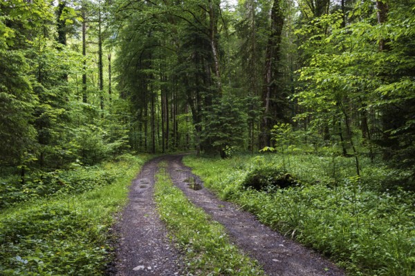 Forest path through a deciduous forest, Mondseeland, Salzkammergut, Upper Austria, Austria