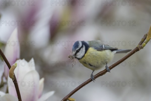 Blue tit (Cyanistes Caeruleus) adult bird with nesting material in its beak on a flowering garden Magnolia tree in springtime, England, United Kingdom