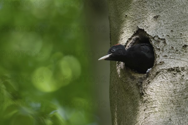 Soon to fledge... Black woodpecker (Dryocopus martius), young female black woodpecker, short red head plate, stretches its head far out of its breeding cavity in an old beech tree, almost climbs out, funny picture, series animal children, wildlife, native nature, Meerbusch, Rhineland, Lower Rhine, North Rhine-Westphalia, Germany, Western Europe