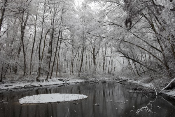 Standing water in riparian forest in winter, late onset of winter in North Rhine-Westphalia, heavy snowfall, local nature, landscapes in the snow, rare weather conditions in the Rhineland, Lower Rhine, Meerbusch, North Rhine-Westphalia, Germany, Western Europe