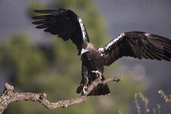 Iberian Eagle (Aquila adalberti), Spanish imperial eagle, Extremadura, Castilla La Mancha, Spain
