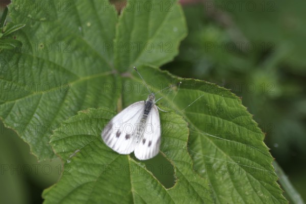 White butterfly (Pieris napi), female, white, leaf, The butterfly sits with spread wings on a green leaf