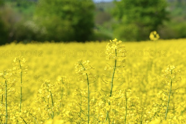 Close-up of yellow rape flowers in the field with blurred background, Baden-Württemberg, Germany