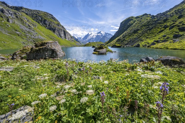 Sea of flowers at a mountain lake with view of mountain peaks, Lac du Louvie with summit Grand Combine, Valais Alps, Val de Bagnes, Valais, Switzerland