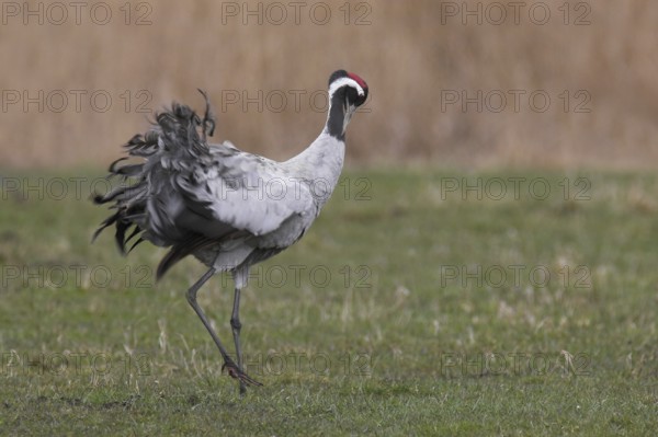 Common Crane (Grus grus), Mecklenburg-Western Pomerania, Germany