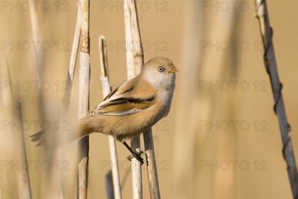 Bearded Reedling (Panurus biarmicus), Baden-Wuerttemberg, Germany
