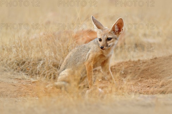 Indian Fox, Vulpes bengalensis, Ranthambore National Park, India. Wild animal in nature habitat. Fox near nest ground hole. Wildlife Asia. Wild dog with big ears. Dry season in India. Bengal Fox