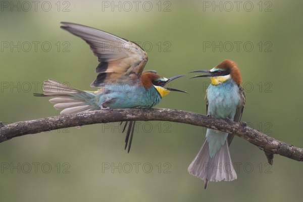 European Bee-eater (Merops apiaster) quarreling, perched on a branch, Subotica, Serbia