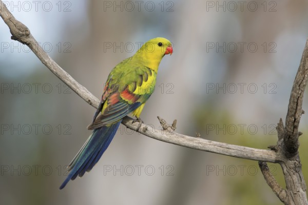 Regent Parrot (Polytelis anthopeplus) male perched on a branch, Victoria, Australia