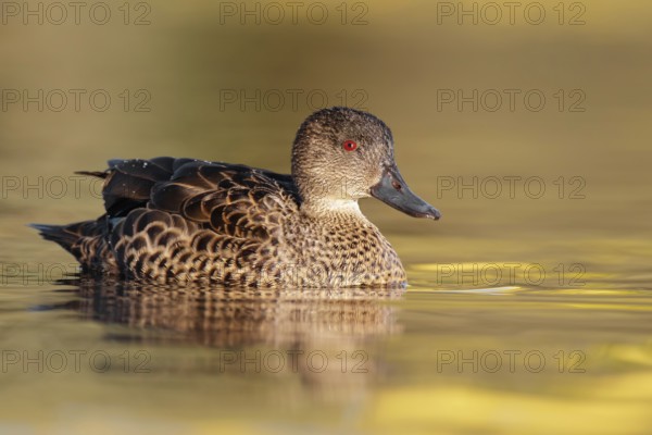 Chestnut Teal (Anas castanea) female, Victoria, Australia