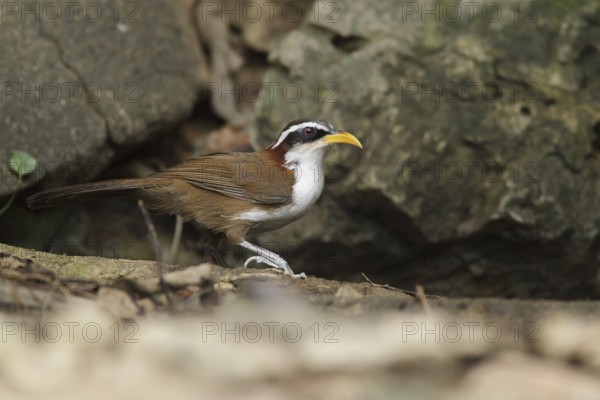 White-browed Scimitar Babbler (Pomatorhinus schisticeps), Kaeng Krachan, Thailand
