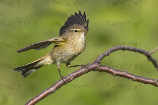Common Chiffchaff (Phylloscopus collybita) perched on a branch, Poland