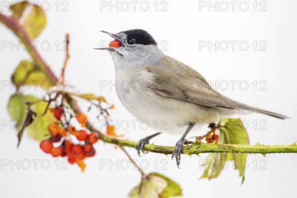 Eurasian Blackcap (Sylvia atricapilla) male feeding on red berries, Castile and Leon, Spain