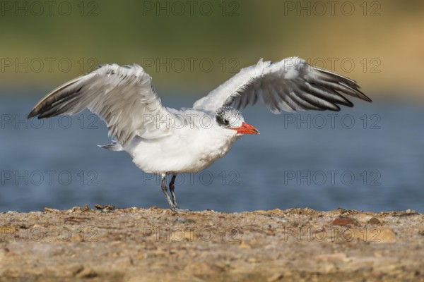 Caspian Tern (Hydroprogne caspia), Eilat, Israel