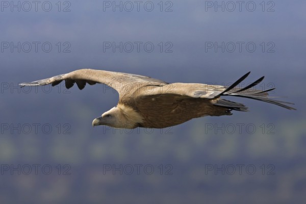 Griffon Vulture (Gyps fulvus), Extremadura, Spain