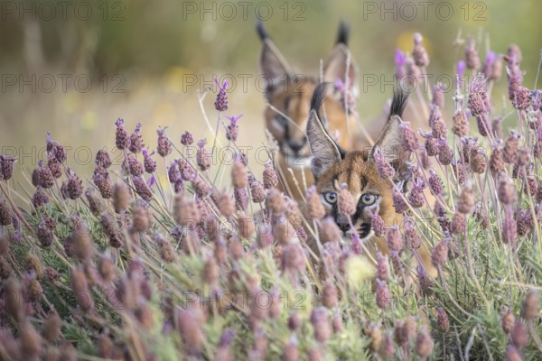 Caracal (Caracal caracal) two cubs playing in blooming meadow, Castile-La Mancha, Spain
