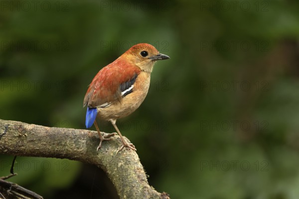 Blue-headed Pitta (Hydrornis baudii) female, Sabah, Malaysia