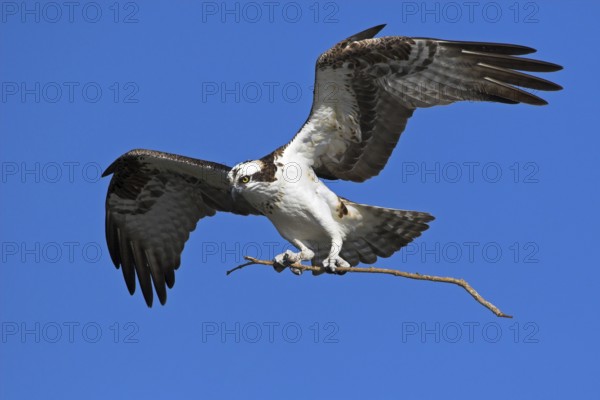 Western Osprey (Pandion haliaetus), Florida, USA