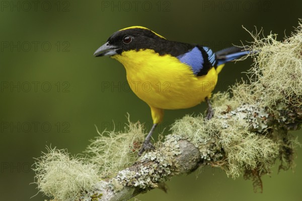 Blue-winged Mountain Tanager (Anisognathus somptuosus) perched on a branch in the Andes mountains of Colombia