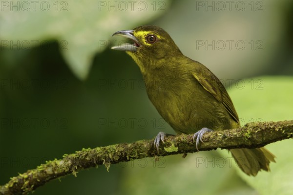 Lemon-spectacled Tanager (Chlorothraupis olivacea) perched on a branch in the Andes mountains of Colombia