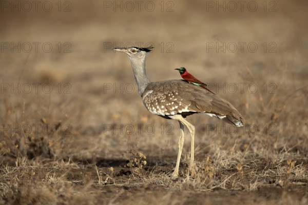 Arabian Bustard (Ardeotis arabs) with Northern Carmine Bee-eater (Merops nubicus) on its back, Aledeghi National Park, Ethiopia
