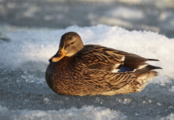 Mallard (Anas platyrhynchos) female, Mecklenburg-Western Pomerania, Germany