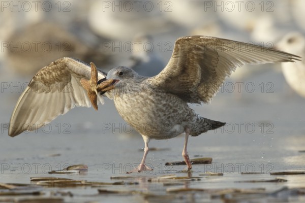 European Herring Gull (Larus argentatus) with starfish in its beak, North Holland, Netherlands